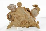 Miniature Fossil Cluster (Ammonites, Brachiopods) - France #219967-2